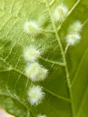 Caryomyia albipilosa