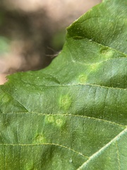 Caryomyia albipilosa