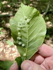 Caryomyia albipilosa