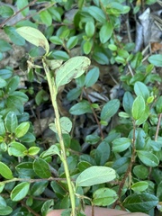 Cotoneaster × suecicus