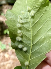 Caryomyia albipilosa