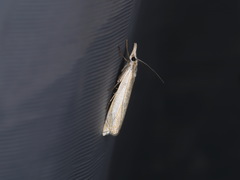 Crambus pascuella
