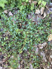 Cotoneaster × suecicus