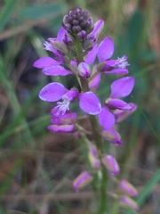 Polygala crenata