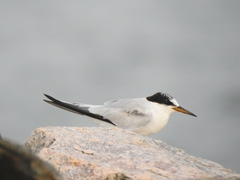 Sternula saundersi