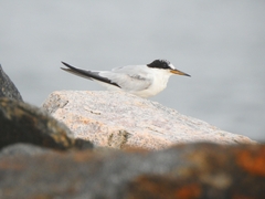 Sternula saundersi