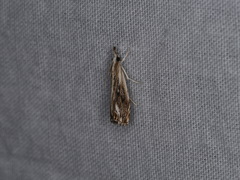 Catoptria verellus
