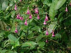 Strobilanthes hamiltoniana