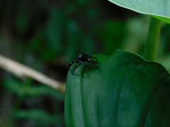 Colyttus