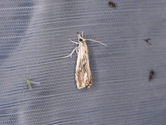 Catoptria verellus