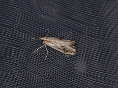 Catoptria verellus