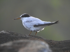 Sternula saundersi