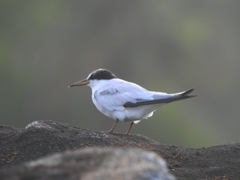 Sternula saundersi