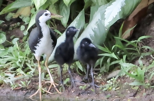 White-breasted Waterhen, photo 6 of 8