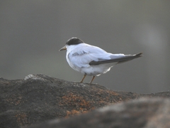 Sternula saundersi