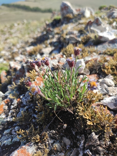 desert-steppe aster (Rhinactinidia eremophila)