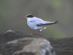 Sternula saundersi