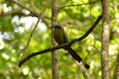 Momotus coeruliceps