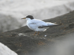 Sternula saundersi