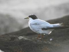 Sternula saundersi