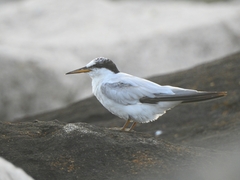 Sternula saundersi