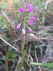 Polygala crenata