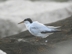 Sternula saundersi