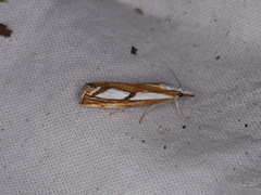 Catoptria