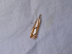 Catoptria
