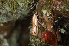 Catoptria