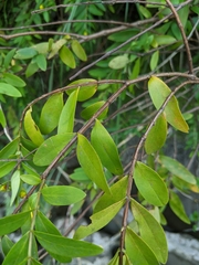 Hypericum subalatum