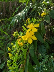 Hypericum subalatum