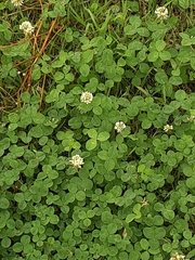 Trifolium repens