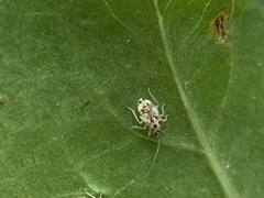 Teliapsocus