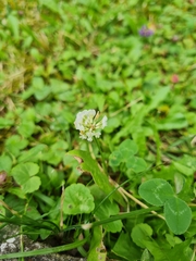 Trifolium repens