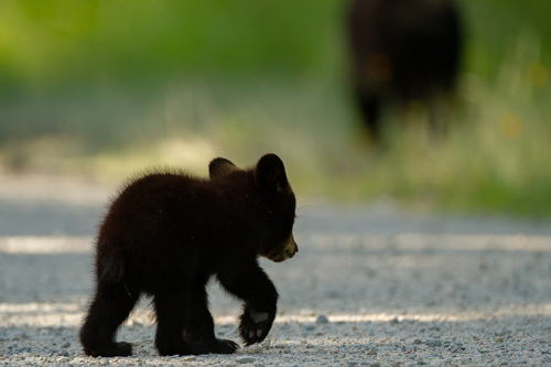 American Black Bear photographed in North Carolina