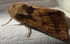 Pyrrhia