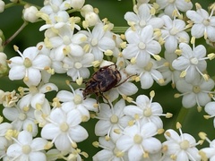 Valgus canaliculatus