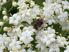 Valgus canaliculatus