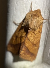 Pyrrhia
