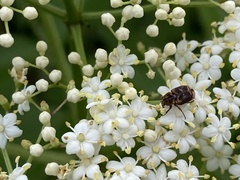 Valgus canaliculatus