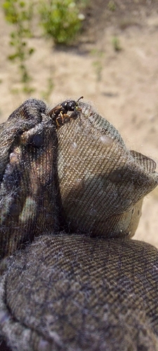 Microdynerus parvulus