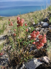 Astragalus chorinensis