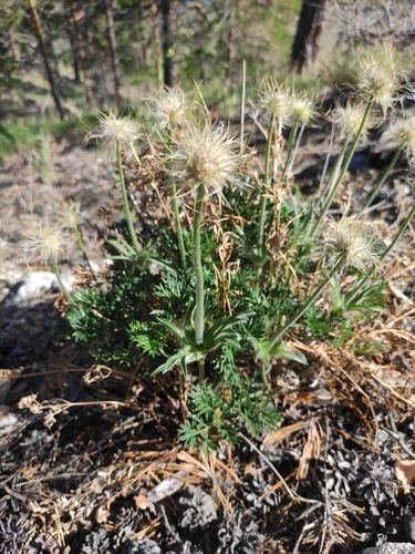 Pulsatilla tenuiloba, photograph 6
