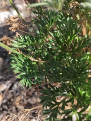 Pulsatilla tenuiloba