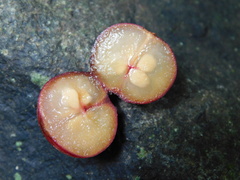 Flacourtia rukam