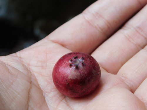 Flacourtia rukam