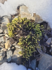 Veronica tetrasticha