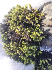 Veronica tetrasticha