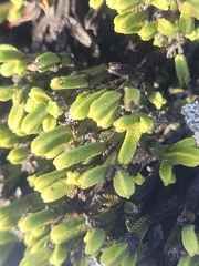 Veronica tetrasticha